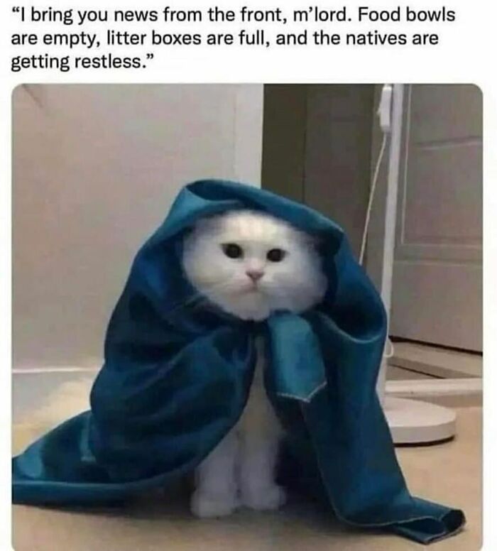 Cat wrapped in a blue cloak looking serious, embodying humorous charm in a home setting.