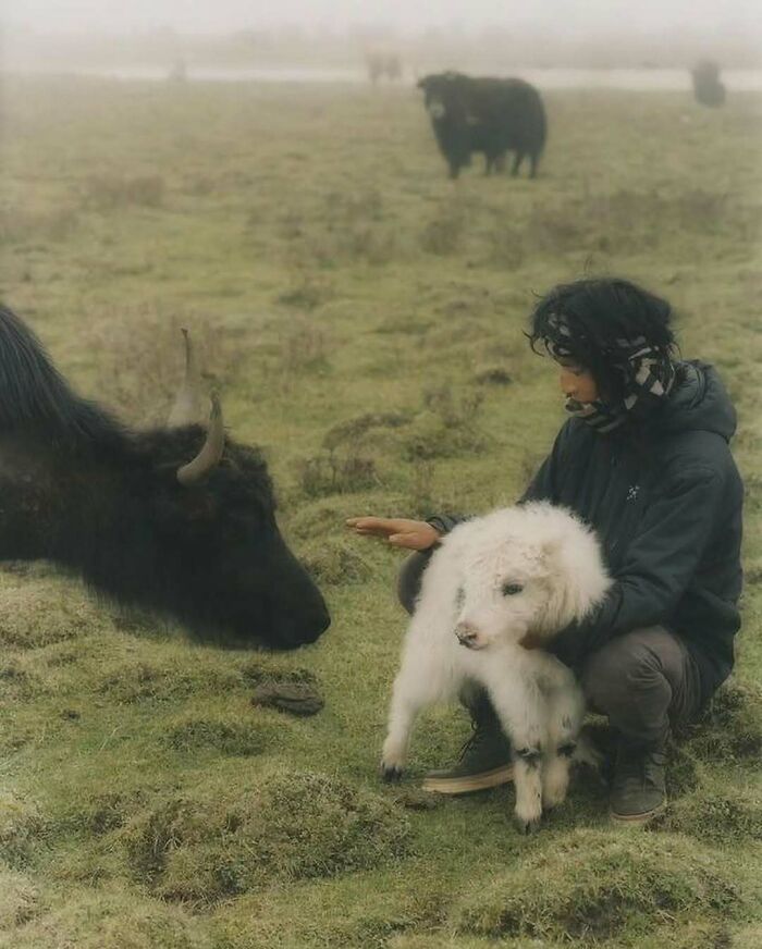 El vínculo entre un yak y su pastor es sagrado