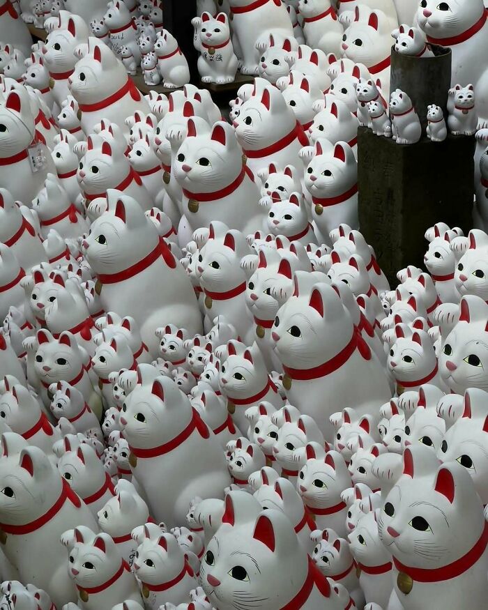 Maneki-neko figurines in a group, symbolizing good luck and fortune in Japanese culture, a highlight of interesting Japan pics.
