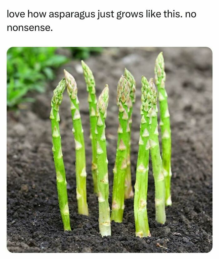 Random meme about asparagus growing in soil, highlighting its straightforward nature.