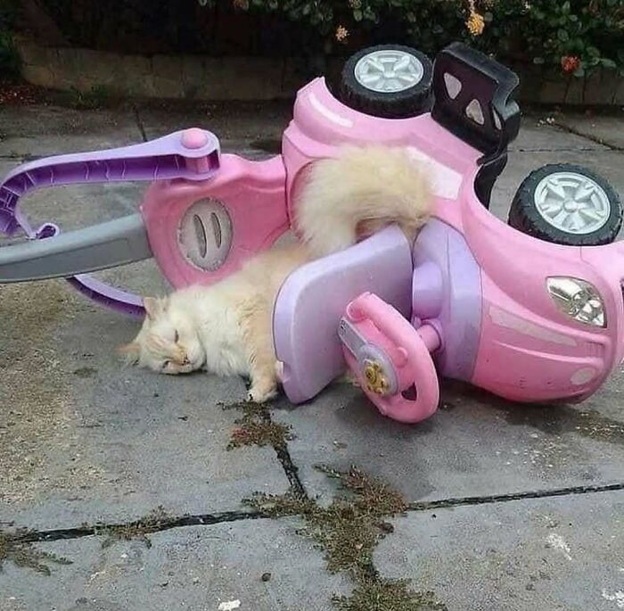 Gato durmiendo bajo un coche de juguete rosa volcado, escena divertida y confusa en un patio pavimentado.