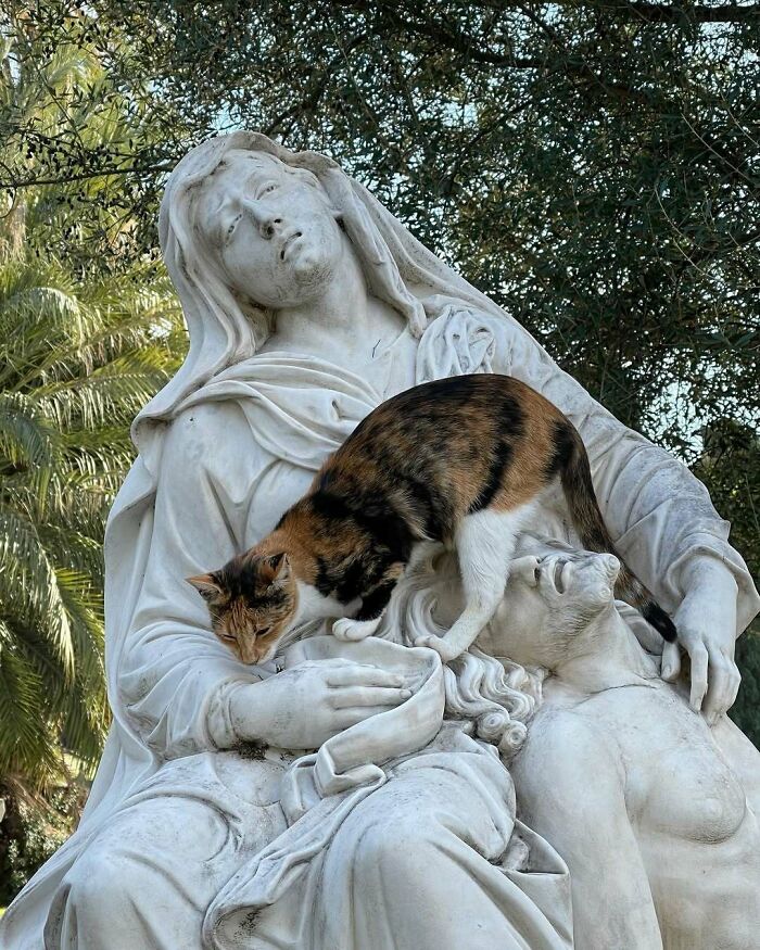 Cute cemetery cat climbing on a serene stone statue.