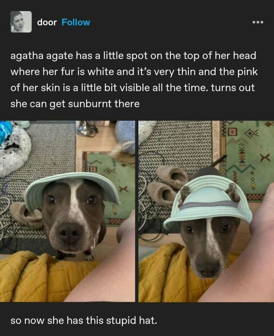 Dog wearing a sun hat to prevent sunburn, showcasing funny puncrastination-themed humor.