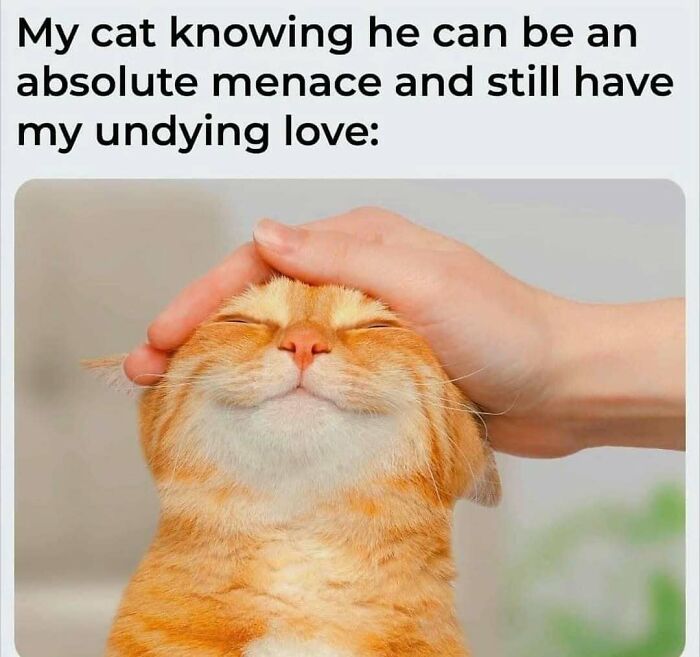 A contented orange cat being petted, showcasing the humorous bond shared with humans.