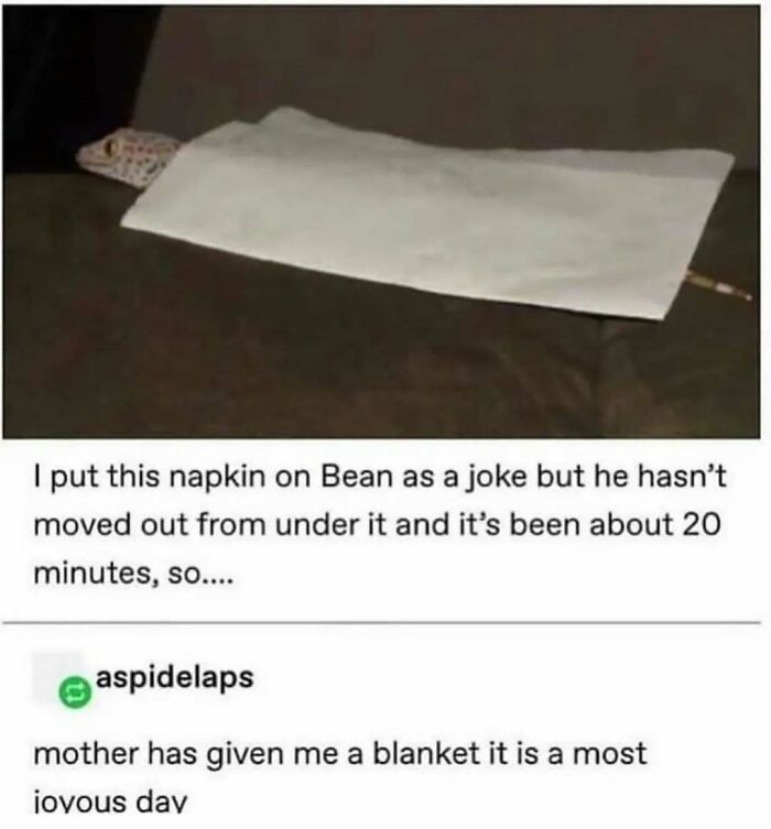 A lizard humorously lies under a napkin with Tumblr comment joke about it being a blanket.