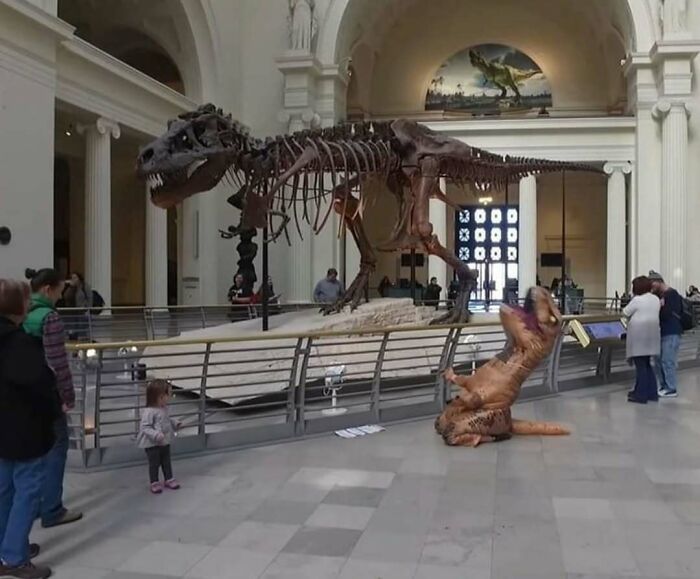 Persona disfrazada de dinosaurio frente a esqueleto de T-Rex en un museo, situación divertida y confusa.