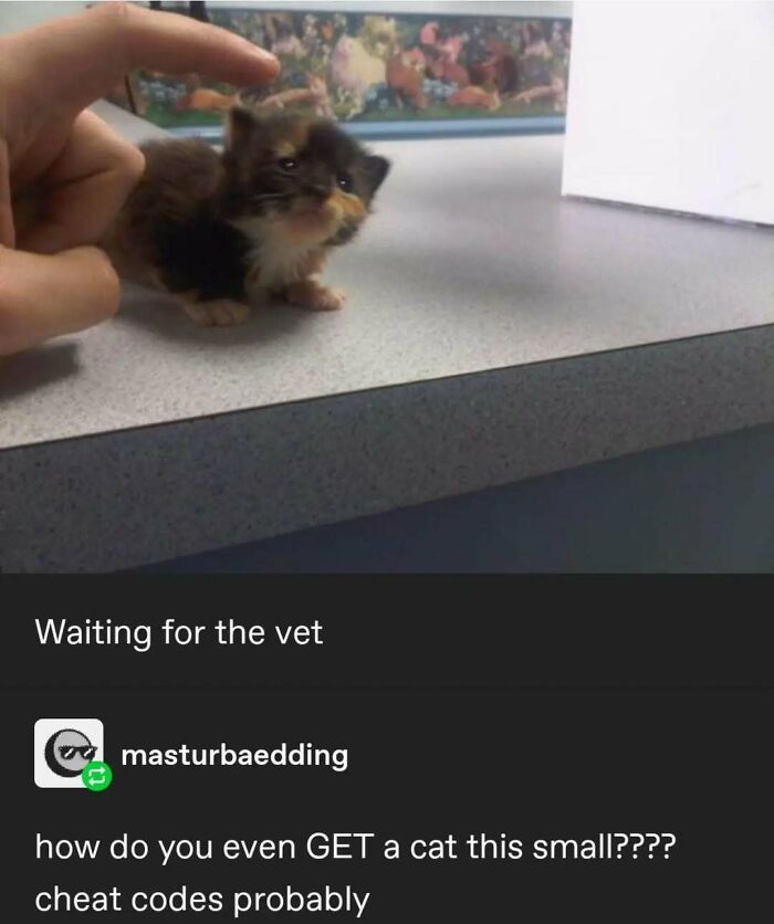 Tiny kitten on a vet table, with a caption humorously pondering its size and referencing Tumblr's funny side.