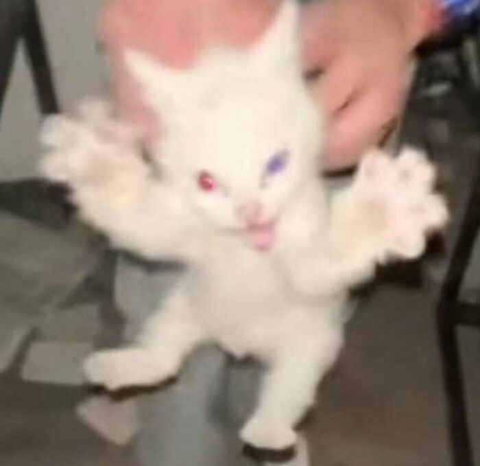 White cat with heterochromia making a funny face and spreading its paws, embodying "goblin mode" energy.