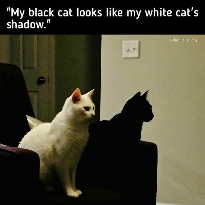 Two cats sitting side by side: one black, one white, creating a humorous contrast in lighting.