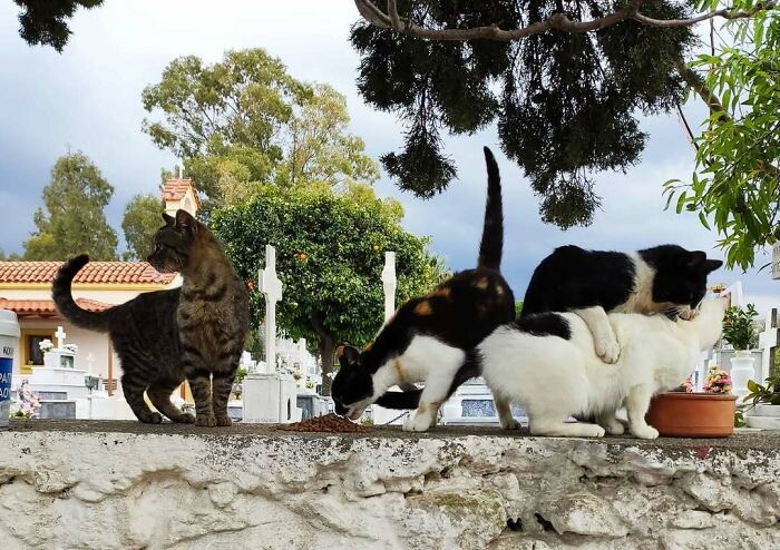 Cute cemetery cats gathered on a stone ledge, surrounded by gravestones and trees.