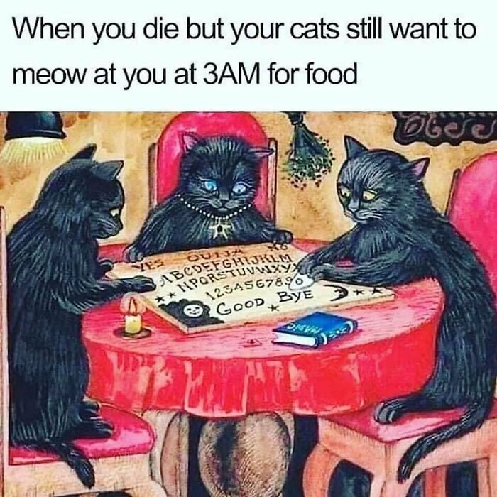 Three cats using a Ouija board humorously summoning their owner for food to capture funny moments.
