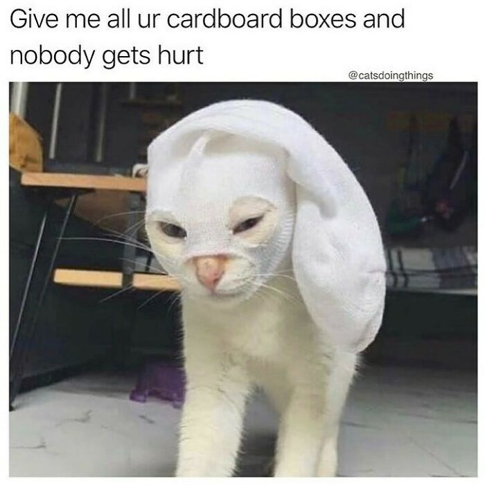 Cat wearing a sock like a mask, looking mischievous, with funny caption about cardboard boxes.