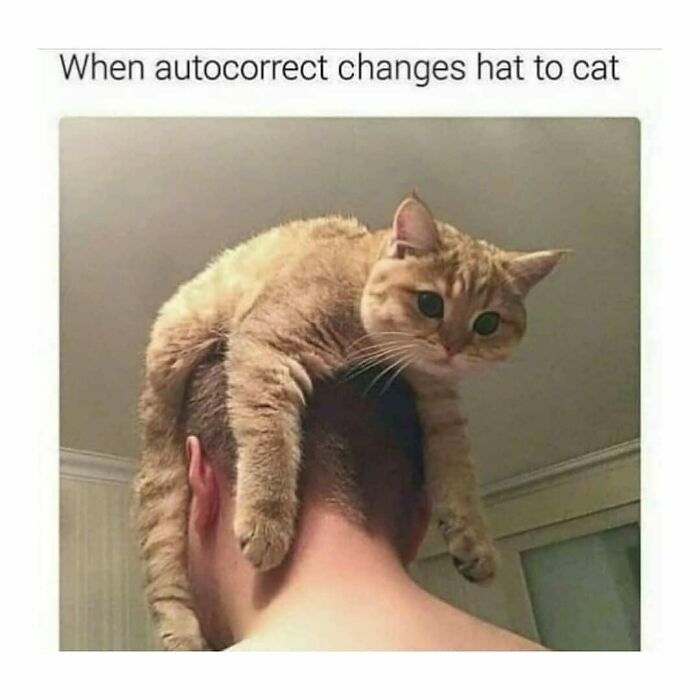 Cat humor: A ginger cat sits like a hat on a person's head, illustrating a funny autocorrect mishap.