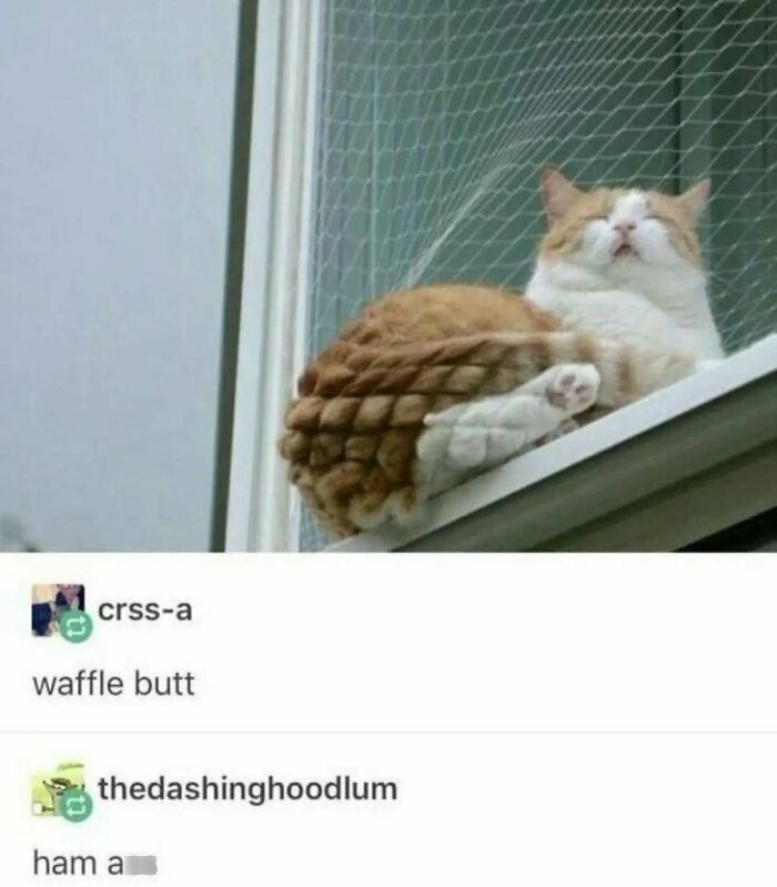 Cat sitting on a ledge with a funny waffle b**t appearance, showcasing the ugly side of Tumblr humor.