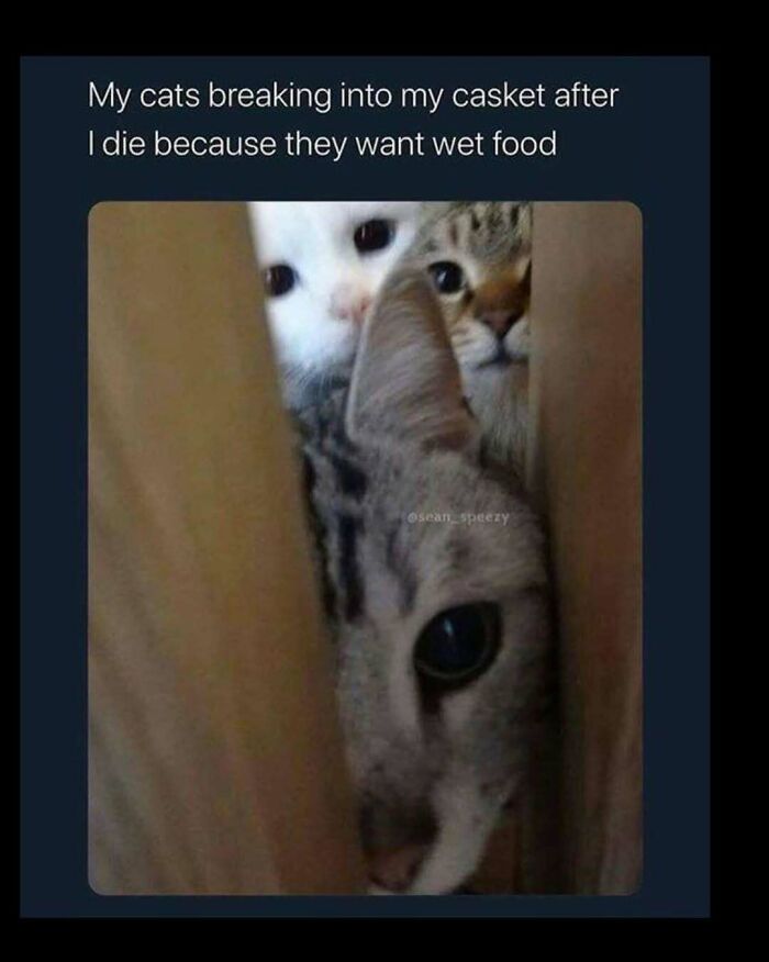 Cats peeking through a narrow opening, humorously depicted as sneaking for wet food.