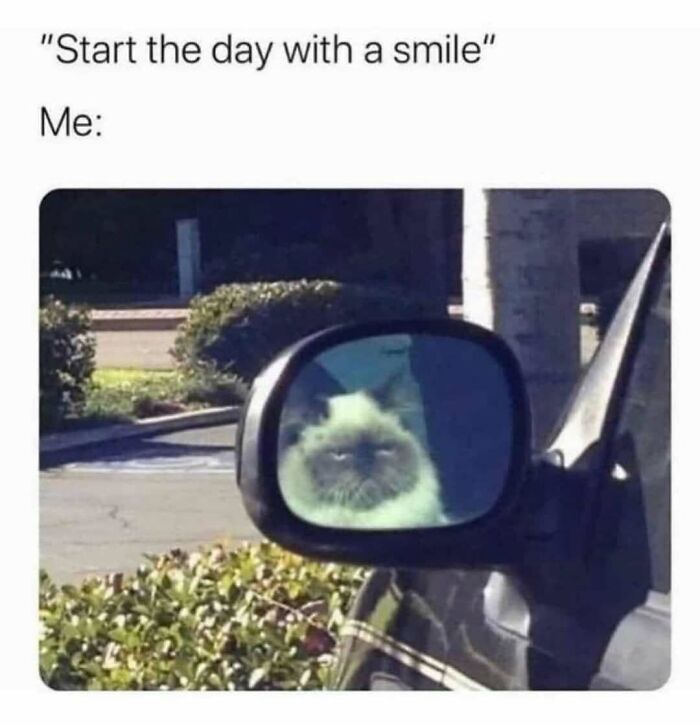 Cat looks grumpy in a car's side mirror reflection, surrounded by greenery.