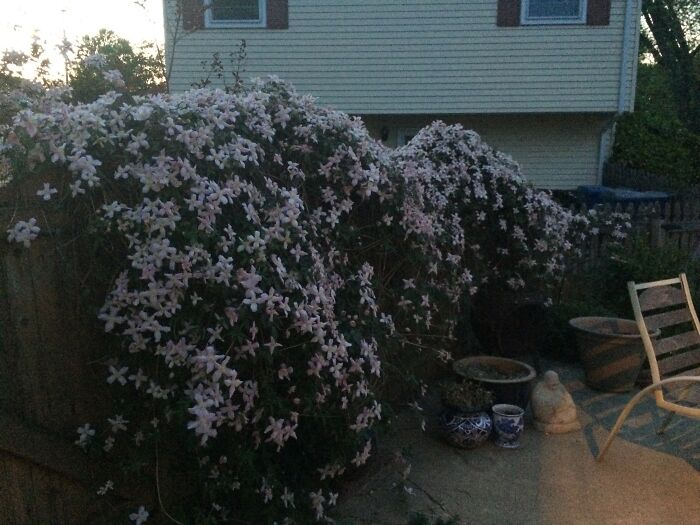 This Is All From One Vine... He's A Beast!