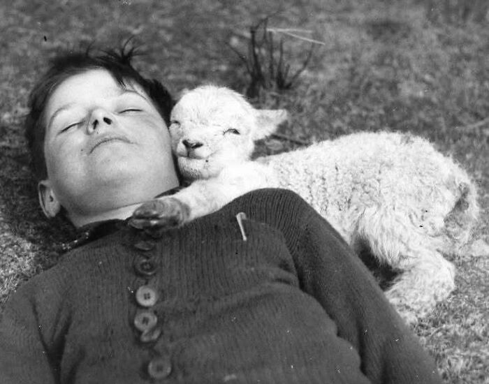 Child lying in the grass with a lamb, both appearing content, capturing true happiness.