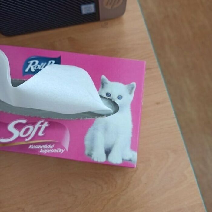 Tissue box design fail with a kitten image, amusingly appearing to grab the tissue.