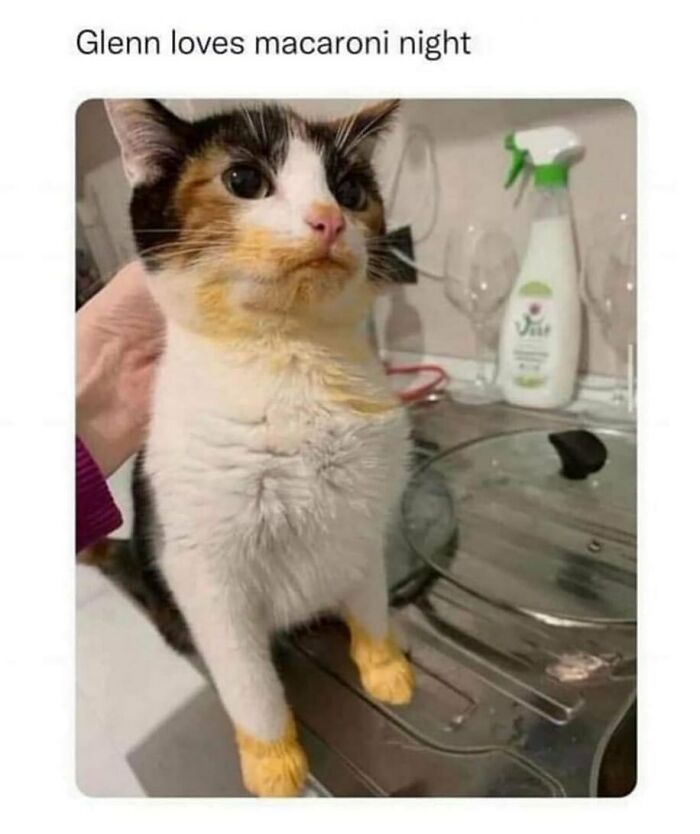 Calico cat with macaroni stains on paws, standing in a kitchen, creating a humorously random cat moment.
