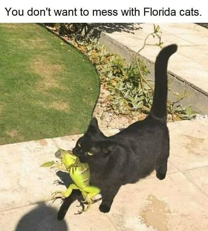 Black cat holding a green iguana in its mouth, walking on a sunlit patio.