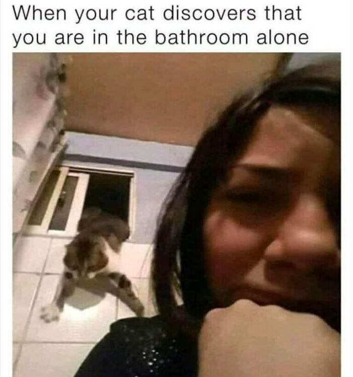 A cat peeks through a bathroom window while a person looks amused, capturing a funny cat moment.