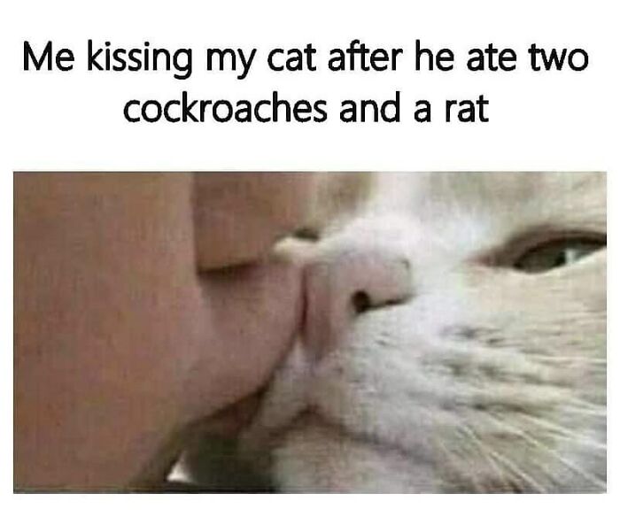 Close-up shot of a person kissing a cat with humorous text above.