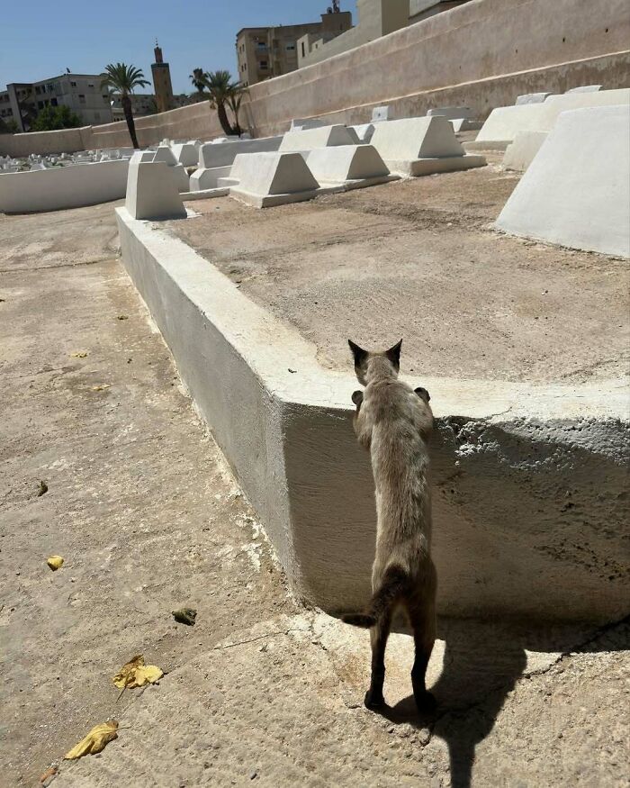 Cat exploring a cemetery under the sun on a concrete path, with tombs nearby.