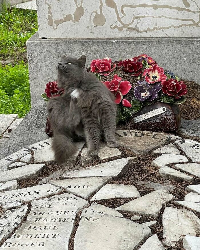 Fluffy gray cat sitting on a grave decorated with colorful flowers in a cemetery.