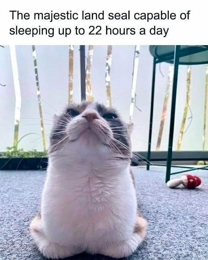 A plump cat sits with an expression like a seal, capturing hilariously random cat antics indoors.