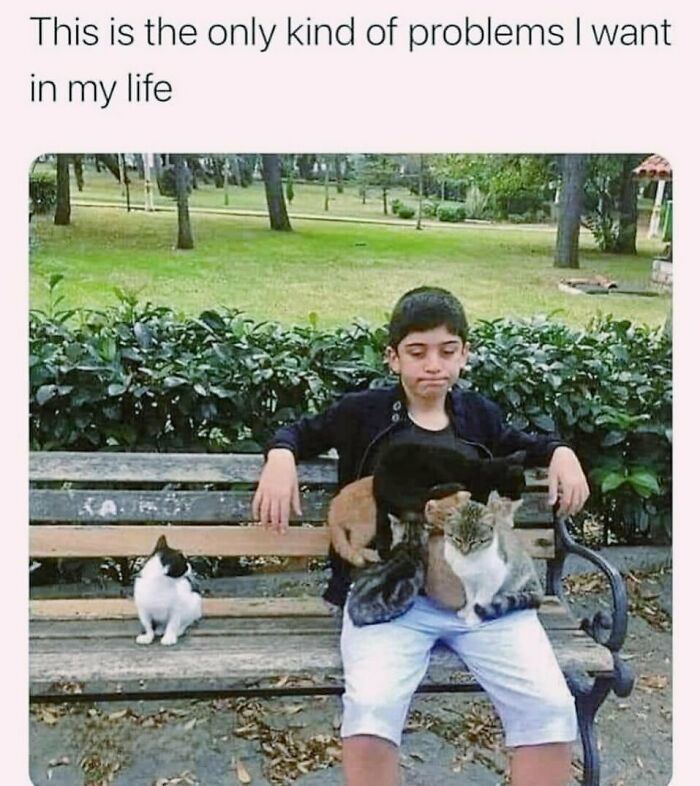 A boy sitting on a bench with four cats on his lap in a park setting.