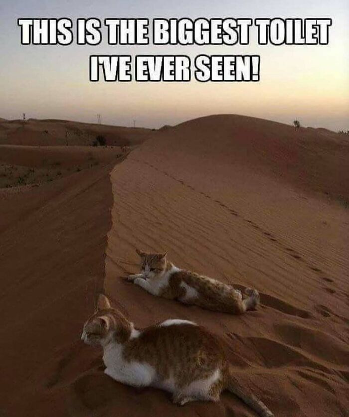 Two cats lounging on sand dunes with a humorous caption about a large toilet, showcasing random cat antics.