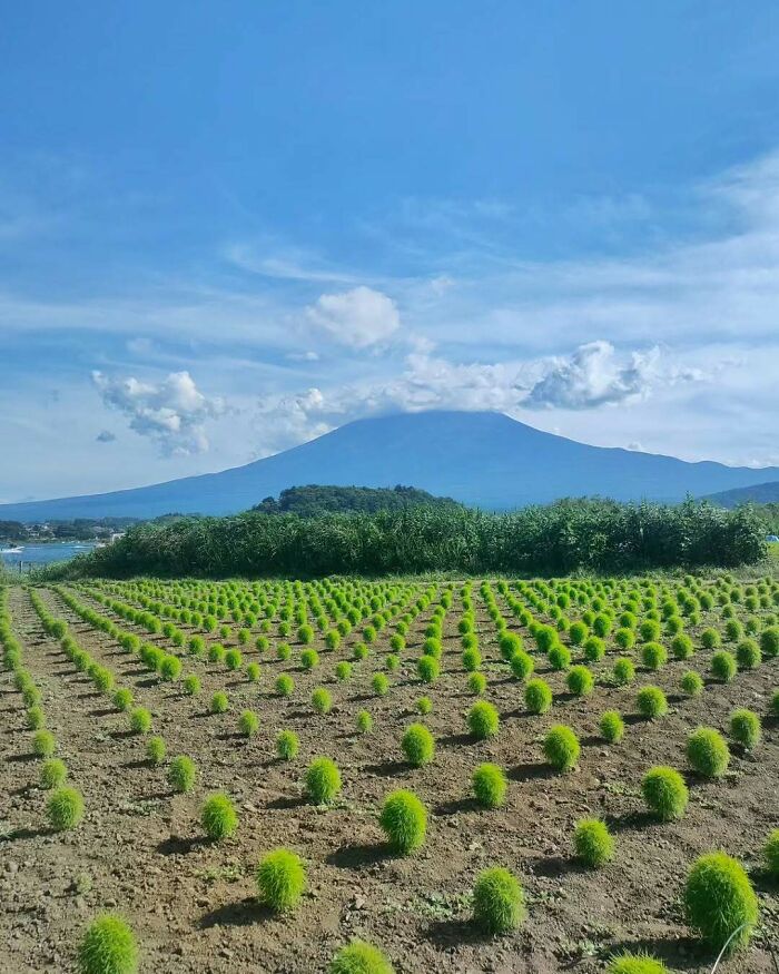 Field with rows of green bushes in front of a mountain under a blue sky, showcasing Interesting Japan Pics.