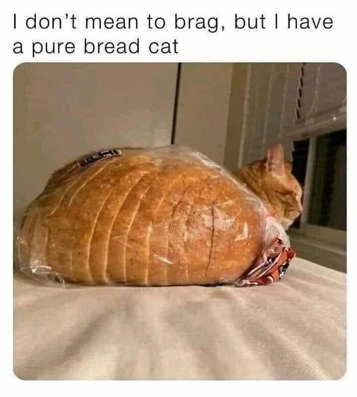 Cat humor: An orange tabby cat sitting behind a loaf of bread in plastic, aligning perfectly with the loaf's shape.