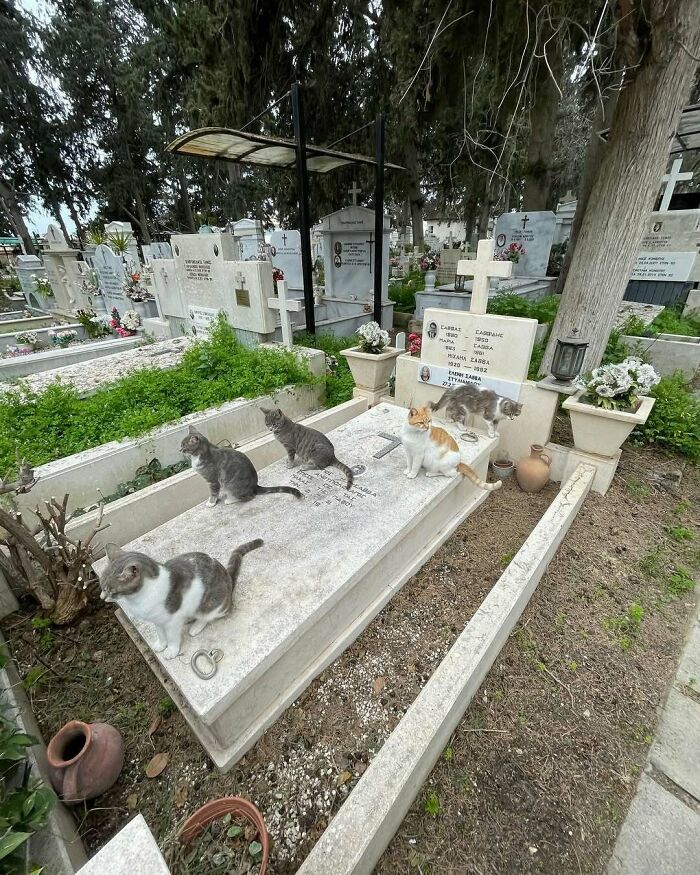 Cute cemetery cats sitting on a gravestone surrounded by greenery and tombstones in a peaceful setting.