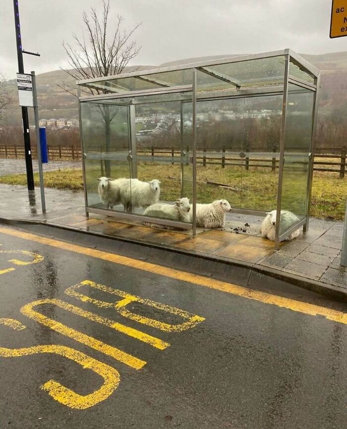 Ovejas resguardándose en una parada de autobús bajo la lluvia, escena divertida e inesperada.