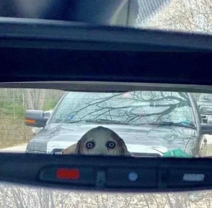 Perro con ojos amplios reflejado en el espejo retrovisor, una escena divertida e inquietante.