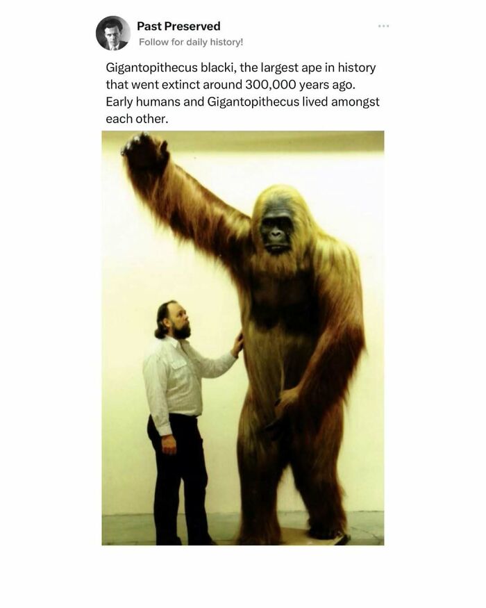 Man standing next to a tall Gigantopithecus model, showcasing historical facts about extinct creatures.