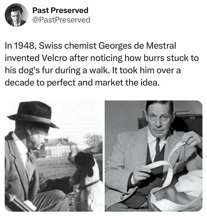 Two black-and-white photos of Velcro inventor Georges de Mestral examining burrs and holding Velcro strips.