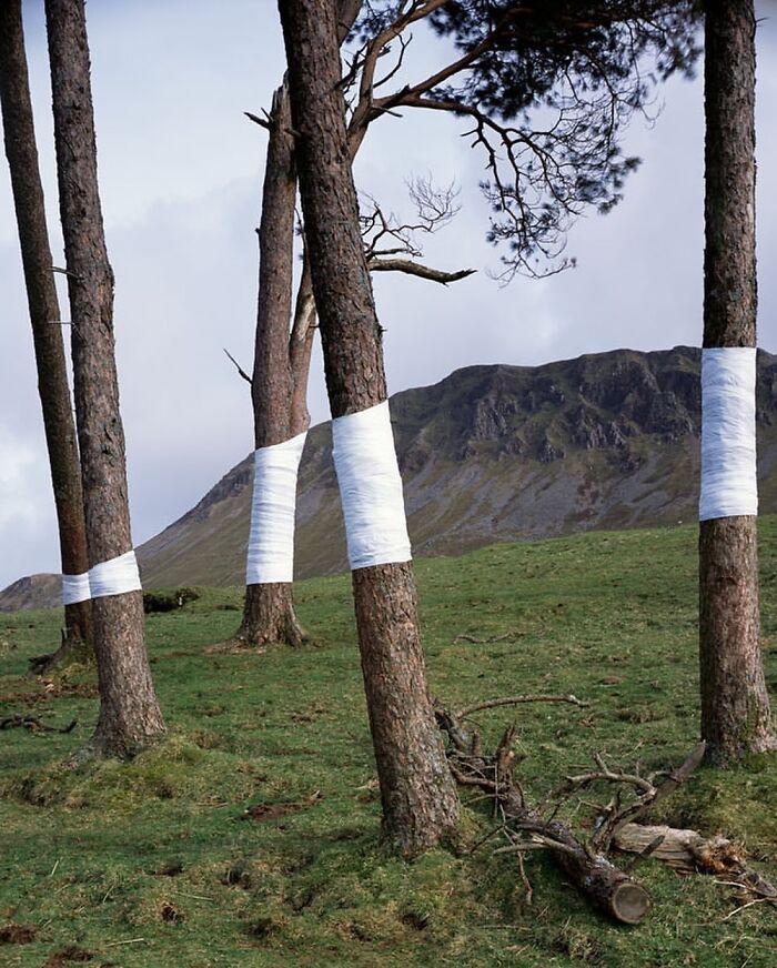 Serie fotográfica «Árbol, línea» de Zander Olsen (2004-en curso)