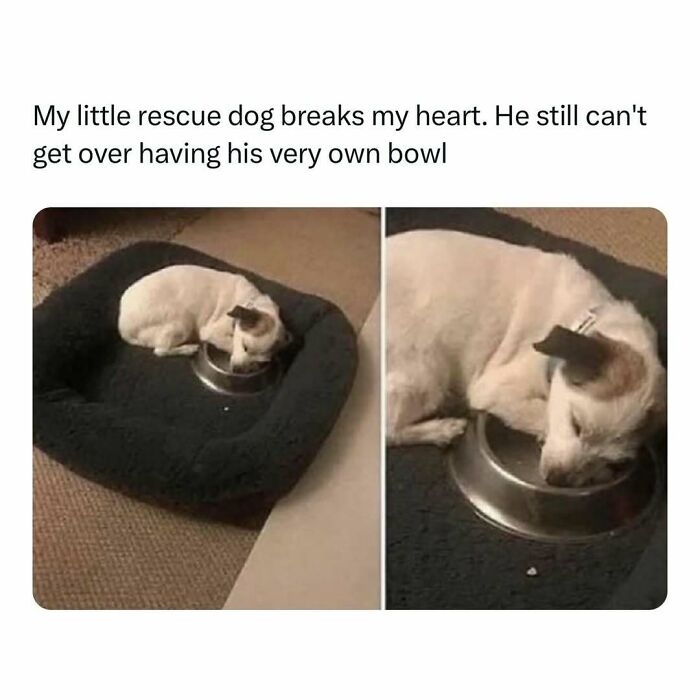 Rescue dog cuddling with his bowl, curled up in a cozy bed, showcasing a heartwarming and joyful moment.