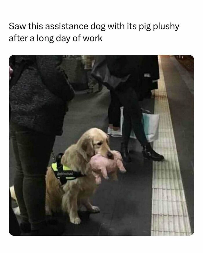 Assistance dog holding a pig plushy, bringing joy after a long day.