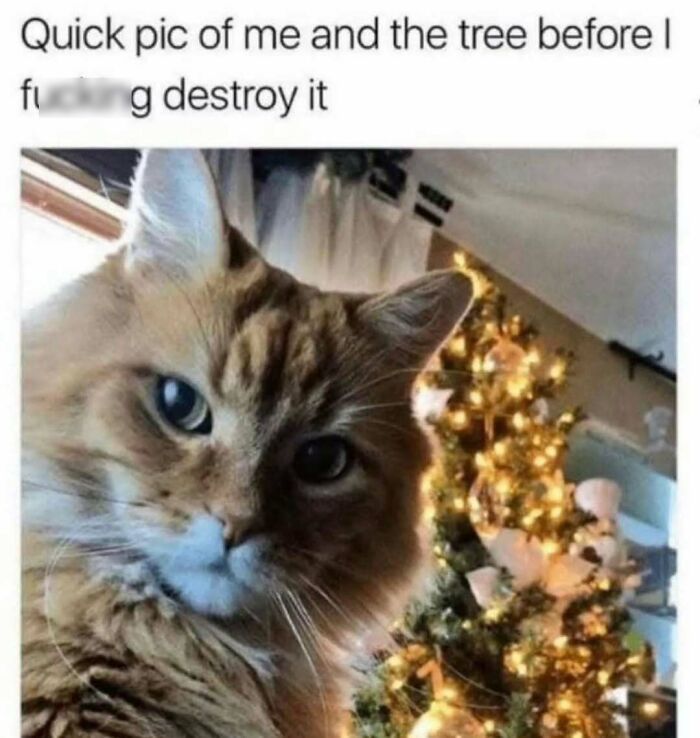 Cat posing near a Christmas tree, humorously captioned by "Women Behaving Badly," implying mischief.