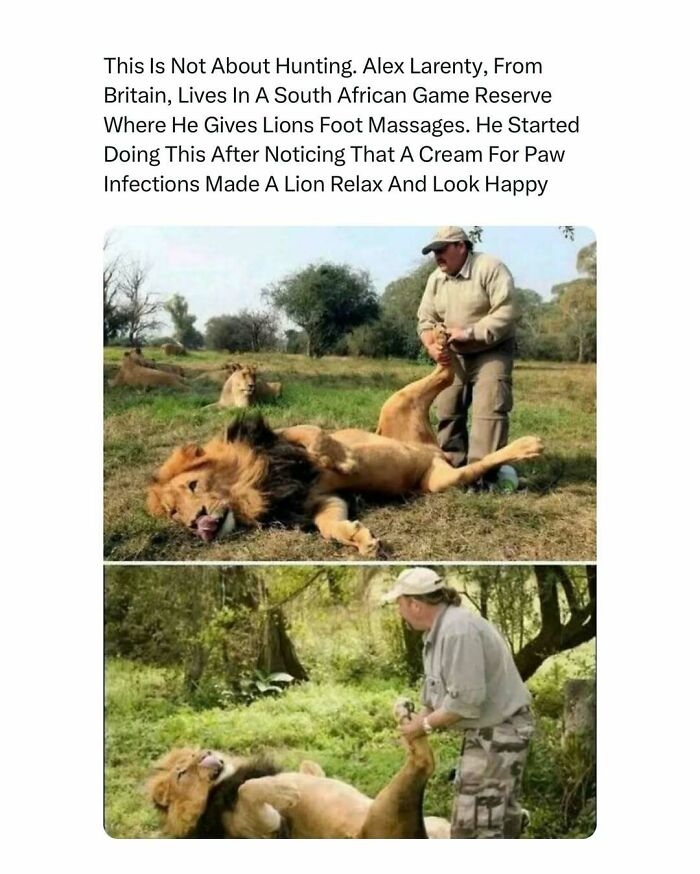 Man giving a lion a foot massage in a game reserve, showcasing heartwarming interactions with animals.