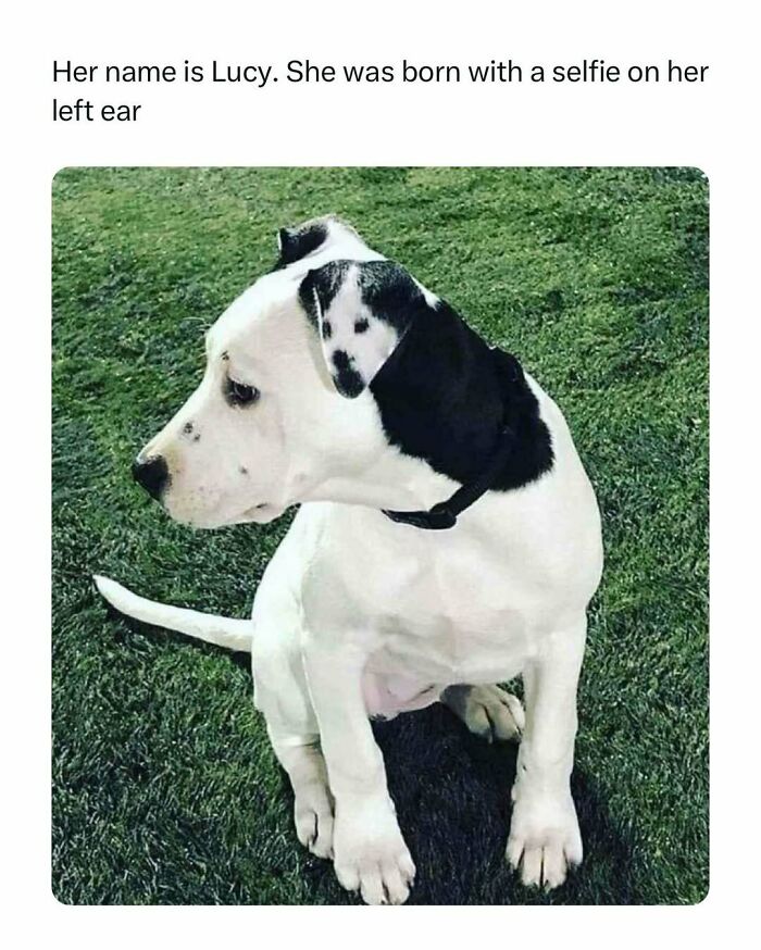 Dog with unique marking on ear resembling another dog, sitting on grass. Heartwarming and joyful image.