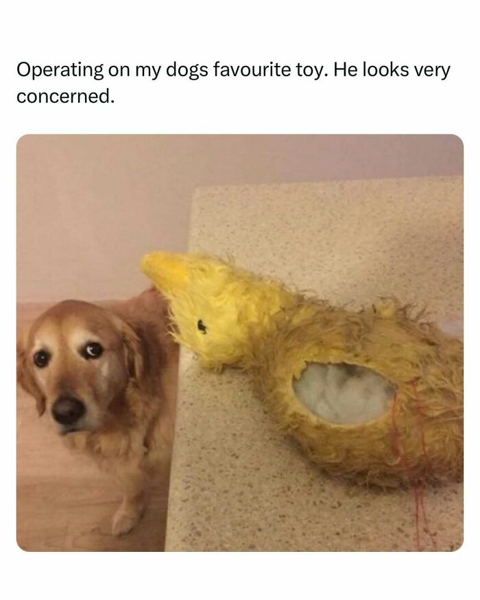 Dog concerned about toy repair, bringing joy and laughter.