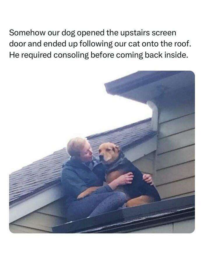 Person comforting a dog on a roof, creating a heartwarming moment and bringing joy.