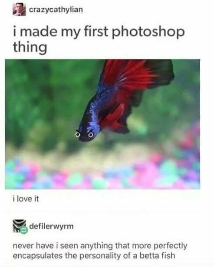 Betta fish with humorous Photoshop eyes, highlighting Tumblr's funny side.