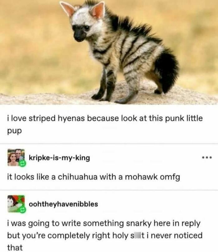 Striped hyena resembling a chihuahua with a mohawk, humorous Tumblr post highlights wild funny side.
