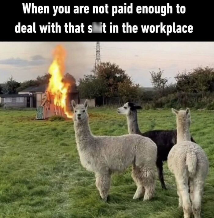 Three llamas in a field watching a shed on fire, humorously depicting workforce struggles.